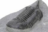 Morocconites Trilobite Fossil - Ofaten, Morocco #240488-4